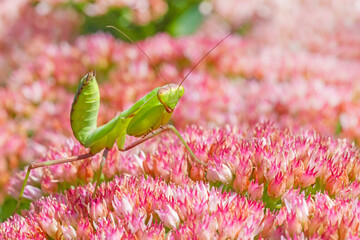 Wall Mural - green praying mantis sitting on blossom