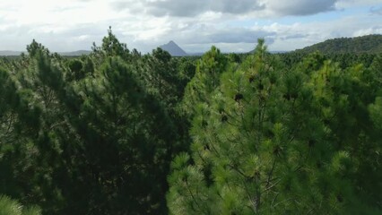 Canvas Print - Raise drone shot of forest Pinetrees with silhouette hills and gray cloudy sky on the horizon