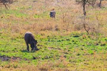 Canvas Print - Common warthog (Phacochoerus africanus) in savanna in Serengeti national park, Tanzania