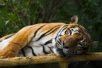 Sticker - Majestic Bengal tiger resting its head on a branch