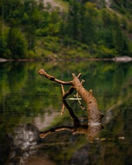 Sticker - Tree trunk grown in the center of a peaceful lake, creating a beautiful reflection in still water