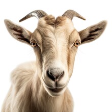 Isolated Goat Face Shot