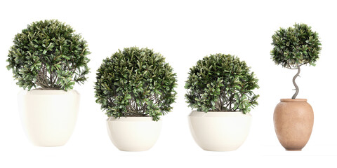 Set of Laurus Nobilis isolated transparent background collection