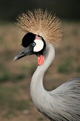 Sticker - Vertical shot of a grey-crowned crane in its natural habitat with a large, long feathery headband