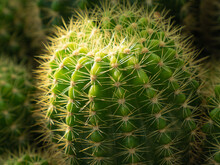 Close-up Of Cactus. Cactus With Spiky Thorns, Vibrant Colors, Yellows, Oranges, Browns, Greens, Close Up Shot To Show The Details, Blur Background.