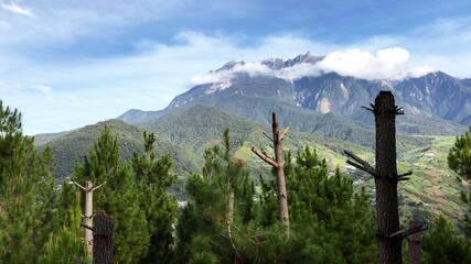 Poster - view of a mountain range with a bunch of trees in the foreground