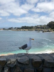 Wall Mural - Seagull perched on the rock wall on the background of the ocean