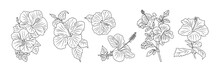 Set Of Hibiscus Flowers Line Art Vector Botanical Illustrations. Tropical Blooms With Leaves Hand Drawn Black Ink Sketches Collection. Modern Design For Logo, Tattoo, Wall Art, Branding And Packaging.