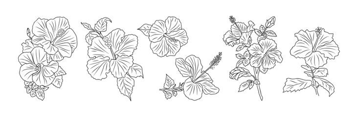 set of hibiscus flowers line art vector botanical illustrations. tropical blooms with leaves hand dr