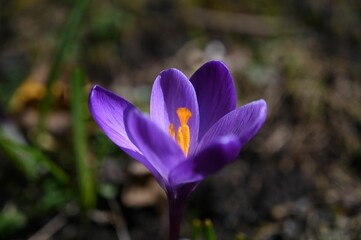 Poster - Delicate, vibrant purple Crocus scepusiensis flower in the garden