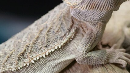 Canvas Print - Close-up view of a Central bearded dragon on a wooden piece