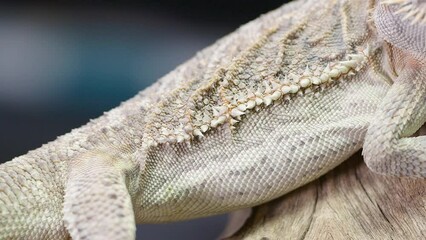 Canvas Print - Close-up view of a Central bearded dragon on a wooden piece