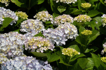 Sticker - Beautiful hydrangea flower in a natural garden in sunny day.