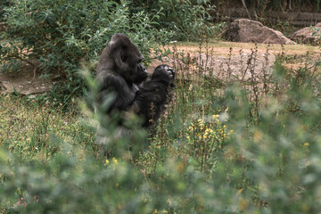 Wall Mural - gorilla in captivity 