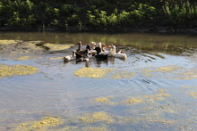 A Group Of Ducks Swimming In A Pond