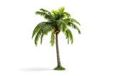Fototapeta Desenie - Abstract elegance. Single closeup of beautiful palm tree on white background isolated. Natural beauty
