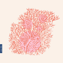 Vector Ocean Nature Background With Red Corals Branch