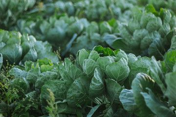 white cabbage cultivation on a farm for business, in the fields, care