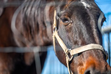 Wall Mural - close up of a horse eye and eye lashes in a field