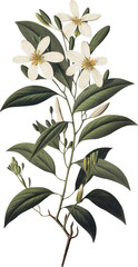 Orange tree branch with blossoms isolated on transparent background, old botanical illustration
