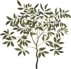 decorative tree branch isolated on transparent background, old botanical illustration