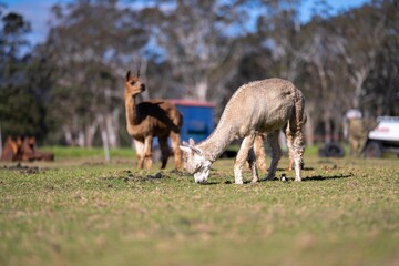 Wall Mural - herd of alpaca, alpacas grazing in a field. white llama in a meadow in australia