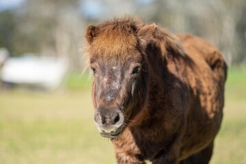 Wall Mural - brown pony and miniature horse close up in a field in australia