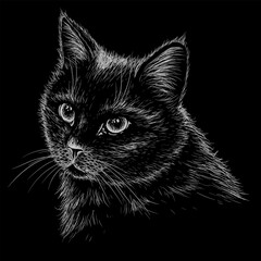 Wall Mural - Vector illustration of a muzzle of a black cat in the style of engraving