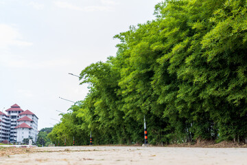 Wall Mural - Scenery of bamboo groves fertile with many small green leaves growing.