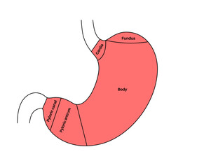 Sticker - Stomach sections diagram