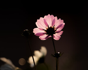 a pink cosmos flower