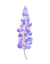 Lupine Flower In Watercolour Style