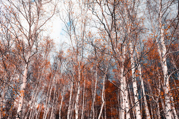 Wall Mural - White birch trees with yellow leaves in autumn forest.