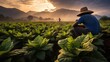© Сергей Безрученко - harvesting tobacco on a plantation - Generative AI technology