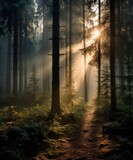 Fototapeta Las - Mystical Sunbeams Filtering Through a Misty Forest Path at Dawn