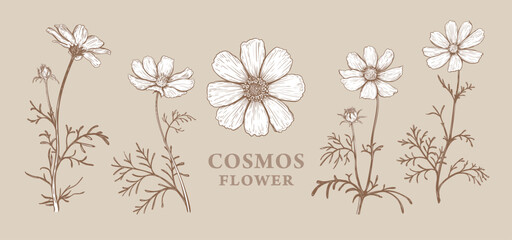 Wall Mural - set of hand drawn luxurious cosmos flowers. vector illustration of plant elements for floral design.