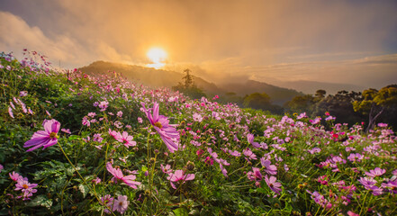 Wall Mural - colorful flower filed in sunset with mountain background. Beautiful pink cosmos filed in sunset sky