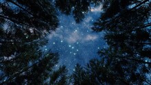 Forest Trees At Stary Night, Blue Sky And The Milky Way Through The Silhouettes Of The Trees. Camping At Nature, Looking From The Bottom Up To Sky, View From Below.