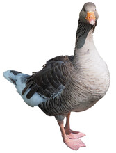 Toulouse Goose Bird Transparent PNG