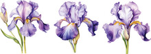 Watercolor Set Of Irises, Hand Drawn Floral Vector Illustration, Purple Flowers Isolated On White Background.