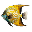 angelfish on transparent png background
