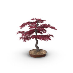 Wall Mural - red japanese maple bonsai