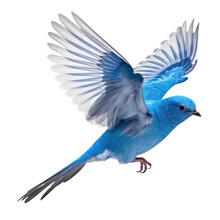 Blue Bird Isolated On Transparent Background Cutout
