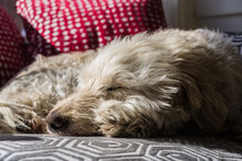Golden Doodle Relaxing On Sofa With Red Polka Dot Cushions In Background, Pets, Lifestyle And Home Concept Illustration.