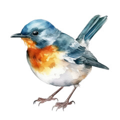 Wall Mural - robin watercolor isolated on transparent background cutout