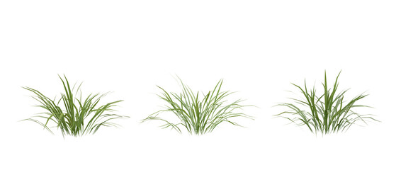 Wall Mural - bunches of grass on a transparent background. 3d rendering.