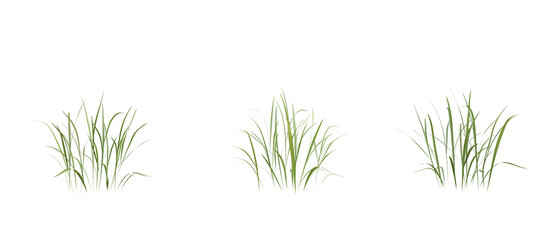 Poster - Bunches of grass on a transparent background. 3D rendering.	