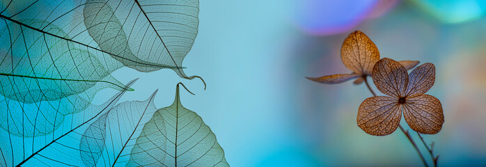 Wall Mural - bokeh background and hydrangea flower skeleton with veins and cells - macro photograph