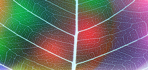 background from leaf skeleton with veins and cells - macro photograph