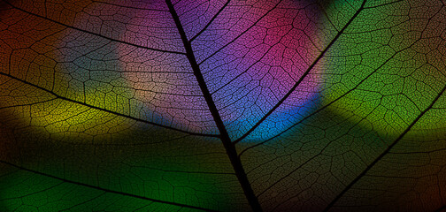 Wall Mural - background from leaf skeleton with veins and cells - macro photograph